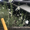 木槿