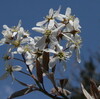 清々しいお天気、「桜吹雪」が舞いました。