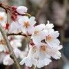 『都心の桜』