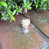 Snails walk