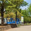 葛西・総合レクリエーション公園　ツツジ等