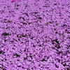 ◆富田さとにわ耕園の芝桜、ネモフィラなど（千葉市）