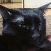 今日の黒猫モモさんの動画ー４０１