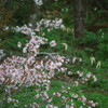 「花鳥山菜色トリドリ」