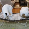 保護猫みんなの、幸せの、のびーーーー。