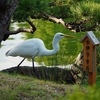 秋の清澄庭園散歩③