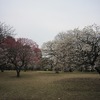 小金井公園_梅園（東京都小金井市）