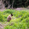 近隣郊外のねこさん