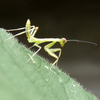 ブラックベリーのちびカマキリ＾＾