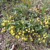 ブーケのような草の花