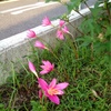 朝の花