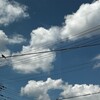 炎天下に動物たちはどこにいるんだろ