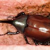 グラントシロカブト　オス羽化　２匹目