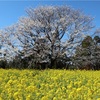 犬とお花見　隠された銘木　大俵桜(おおびょうざくら)