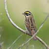 隣の隣の県に鳥を見に行った日記（２０２３　０５０５）その１。