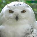 Owl Street Journal