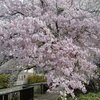 近所の桜を見ながら近況と思い出話