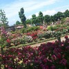 見渡すかぎりのバラ！初夏に訪れる中野市のバラの公園！