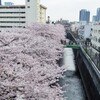 雨の合間を縫って東中野の桜を愛でる