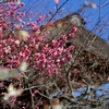 ひと足早い春の陽気で梅の香りも漂い始めました ＠筑波山梅林