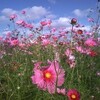 コスモス畑