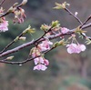 河津桜が咲き始めた