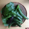 地這いきゅうり 夏野菜