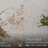 我が家への来訪者をバイオームで報告、