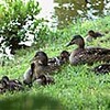 常盤公園でマガモの親子、人気（山口県）