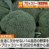 ブロッコリー「指定野菜」に　熊本県内で期待の声