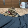 昔のニナちゃん🐈🍼