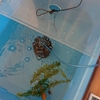 飼い主の思惑を察する金魚