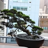 羅漢槇を見ながら土曜餅で暑気払い【TORAYA GINZA】