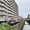 マンションとハナミズキ