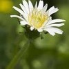 ４月２日（木）の電話相談につきまして