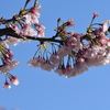 春の訪れ～静岡県営吉田公園