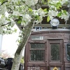これも桜鉄かな？