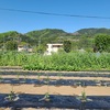 夏野菜＆生姜植え