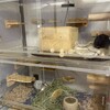 しろごまあん1203日目