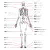 ～人物～　人体の構造　基本的な骨格　正面