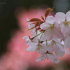 高知県牧野植物園の『桜』（2）