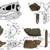 ナヌークサウルス・ホグランディNanuqsaurus hoglundi