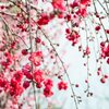 桃園なのに梨！？どこに桃があんねん、桃園地域。撮り鉄だけじゃなく歴史系マニアも必見