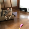 明日は出初式