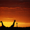 giraffes