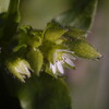 雑草・ハコベの花