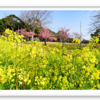 袖ケ浦公園　春三月　その2