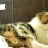 【かわいい】子猫が母猫の方に歩いて行くと・・・ギュッと抱きしめる動画