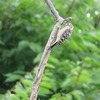 生活の木_ハーブ園の鳥・トカゲも・・（埼玉県飯能市）