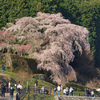 奈良・本郷の又兵衛桜（2）